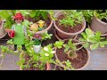 Paudhaon ko pani kab dena chahiye 🌿🪴💚#wateringplants #plantcare #gardningtips #paudhe #viralvideo 