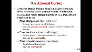 Chapter 17 The Endocrine System MicroLecture 2 Other Endocrine glands and disorders