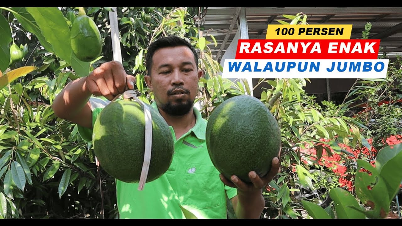 SIAPA BILANG ALPUKAT KENDIL / MARKUS TIDAK ENAK !! ITU ADALAH FITNAH !! HAHAHAHA