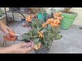 How to save kalanchoeplant for next season and proning  grow the cutting of kalanchoe shortsviral