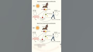| Nipah Virus | #shorts #nipahvirus #viral #trending #virus #gk