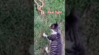 Cat vs Snake 🐍 fight #youtubeshorts #youtube #alnoortiktok #ytshort