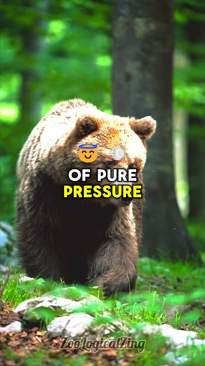 Grizzly Bears Have INSANE Bite Force