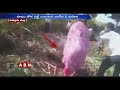 Python Hulchul in Chittoor District