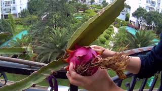 ドラゴンフルーツはどう成長するの？/How do dragon fruits grow?