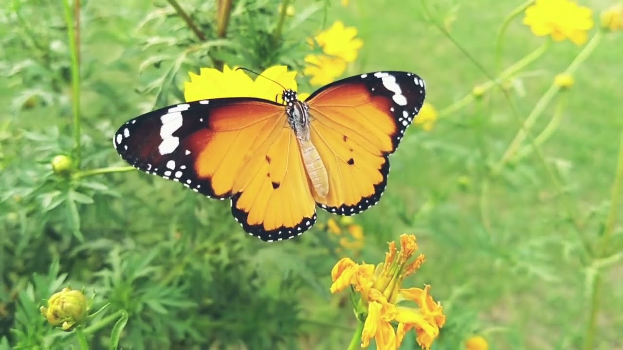 Springtime in the Countryside #countrymusic #folkmusic #country #folk #newmusic #music #folkmusik 