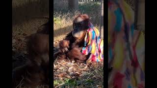 Cozy Orangutan.