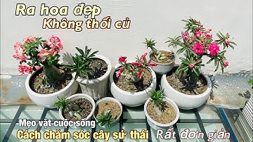 Cách Chăm Sóc Cây SỨ THÁI Ra Hoa Đẹp KHÔNG Thối Củ rất đơn giản