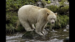 The Great Bear Rainforest Nature Documentary. Nat Geo Wild .