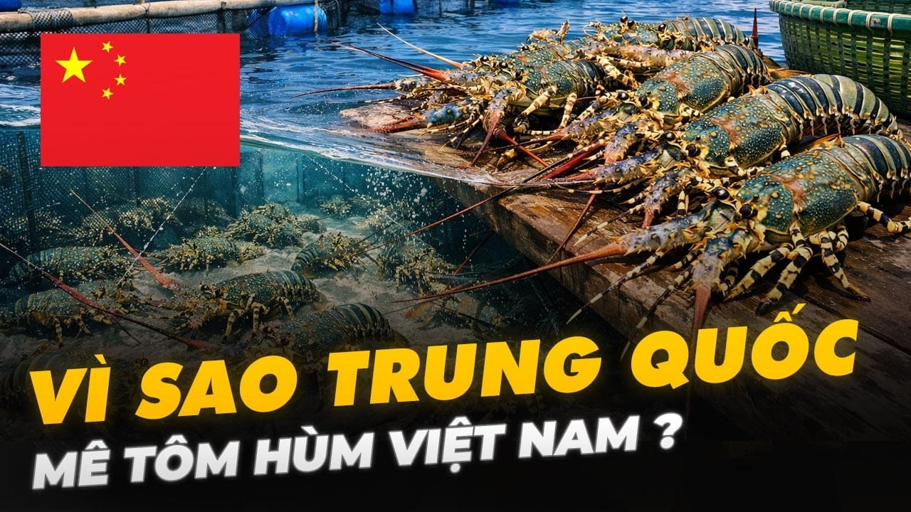VÌ SAO TRUNG QUỐC MÊ TÔM HÙM VIỆT NAM ?