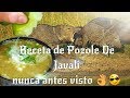 Pozole De Javali O Pecari De Collar Buenisimo!!!