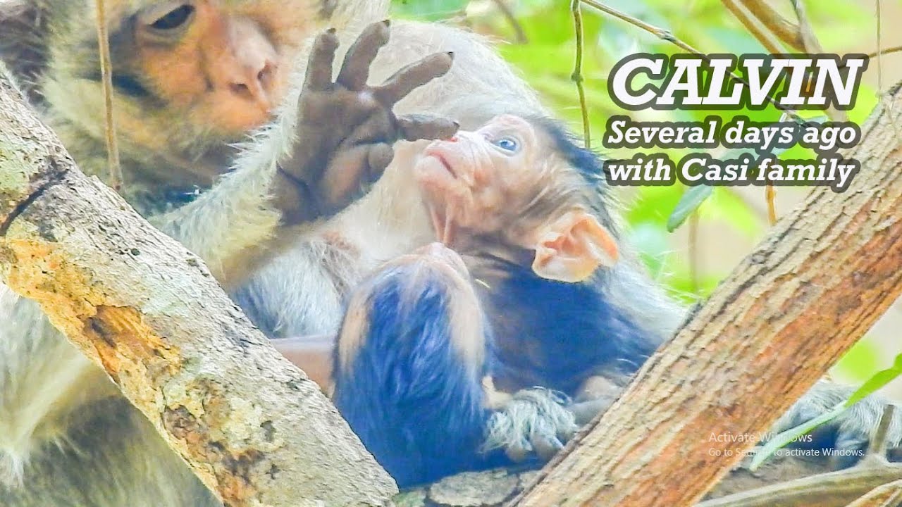 Calvin several days ago with mum Casi, it's more better & grow up, now it can enjoy with Casi family