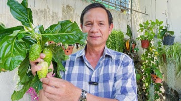 Trái Nhàu Dược Liệu Quý Mọi Người Cần Biết