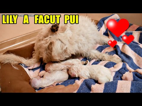 🐩 Am ajutat-o pe Lily să nască cățelușii ! Câți pui a făcut ? ❤