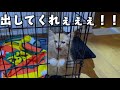 ケージから出たい子猫が限界を迎えました…