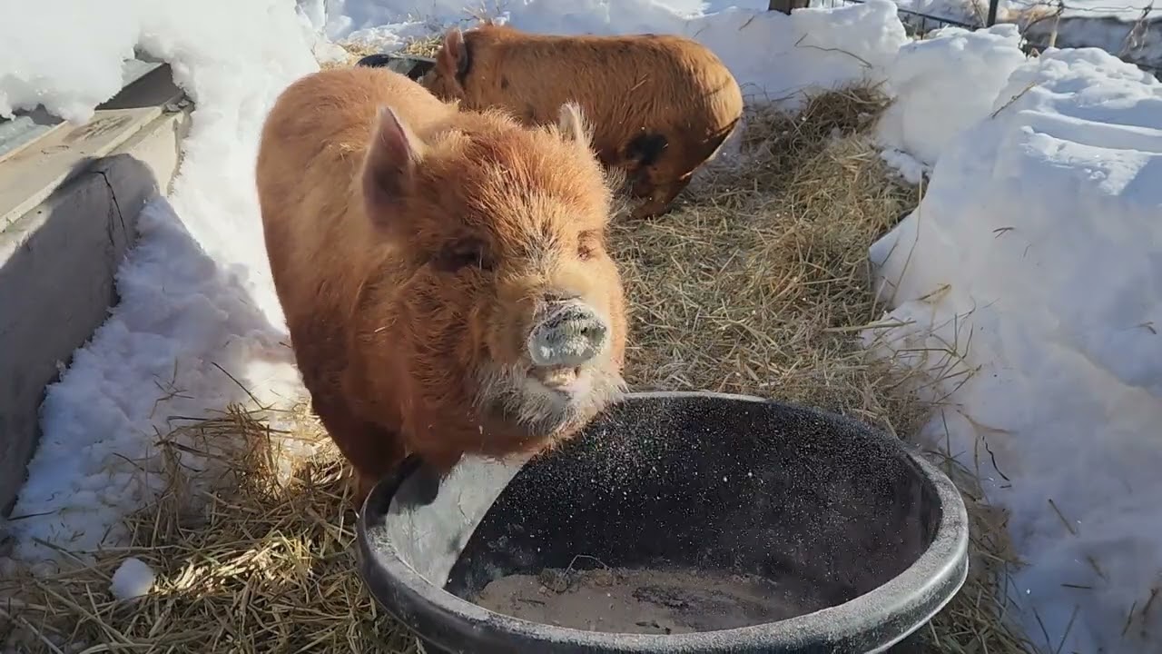 Morning Chores in The Winter