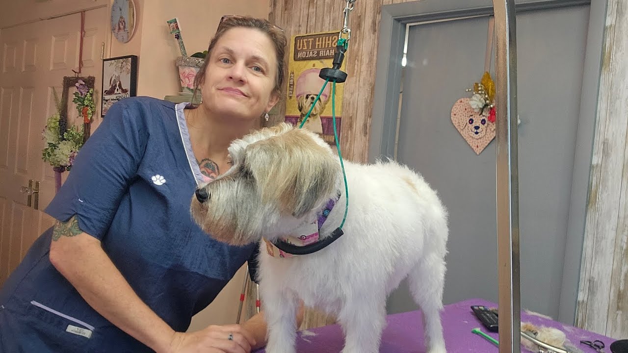 Jack Russell haircut,  petgrooming