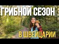 Грибной сезон в Швейцарии! Какие грибы и когда собирать в Швейцарии?