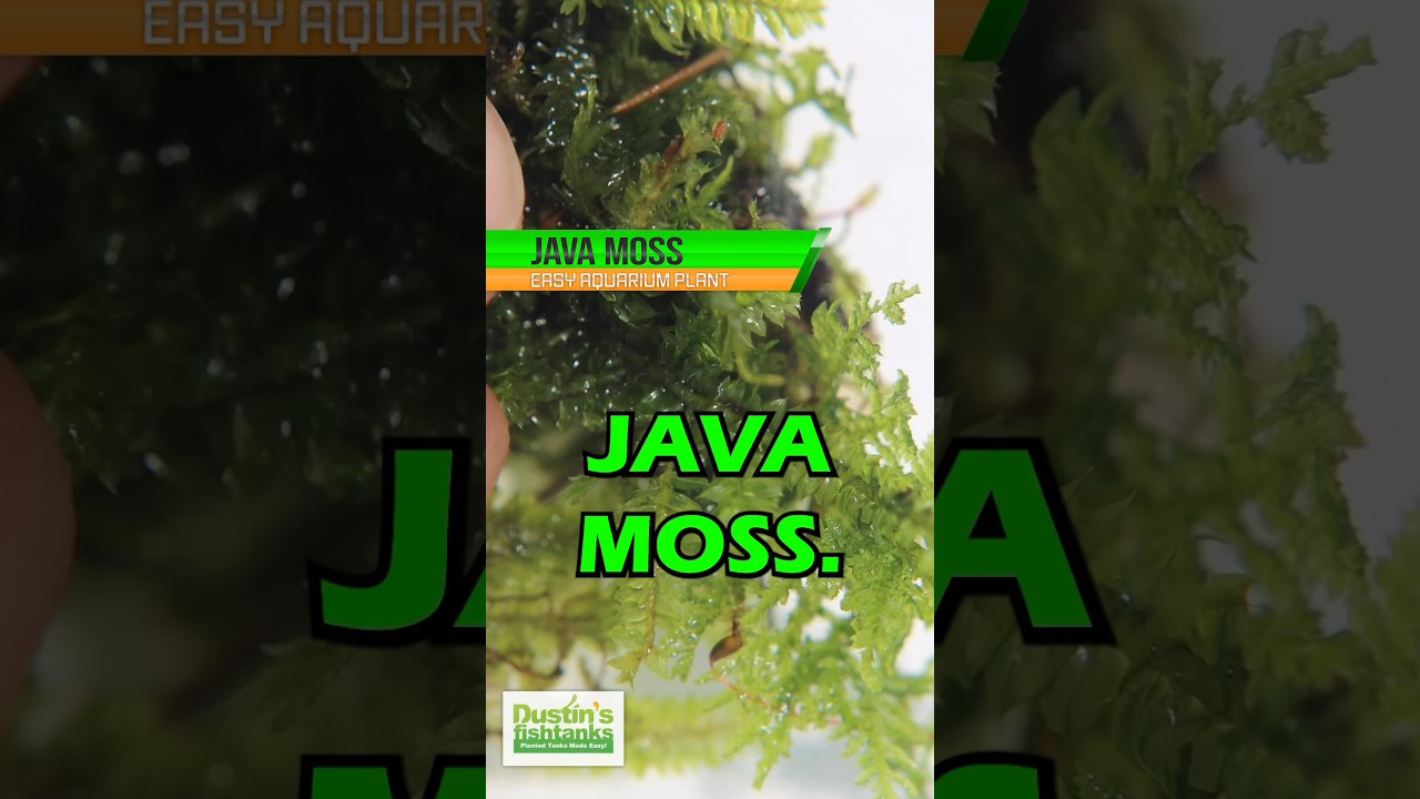 JAVA MOSS (SUPER EASY LOW LIGHT AQUARIUM PLANT FOR SALE) 