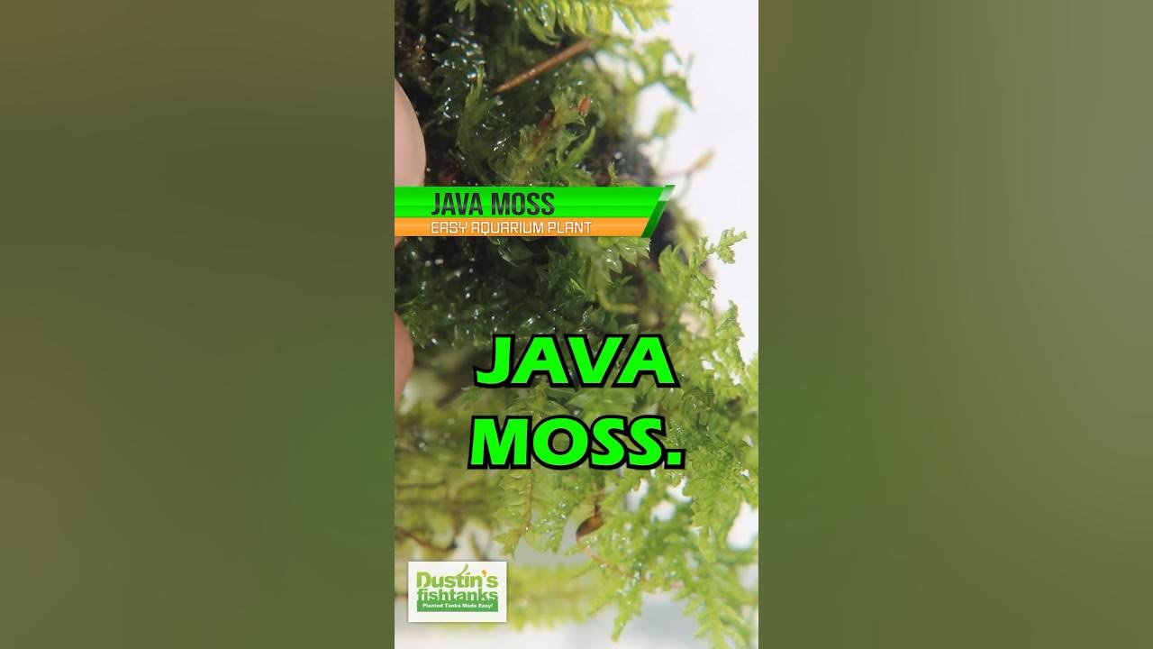 Java Moss - Easy Live Fresh Water Aquarium Plants 