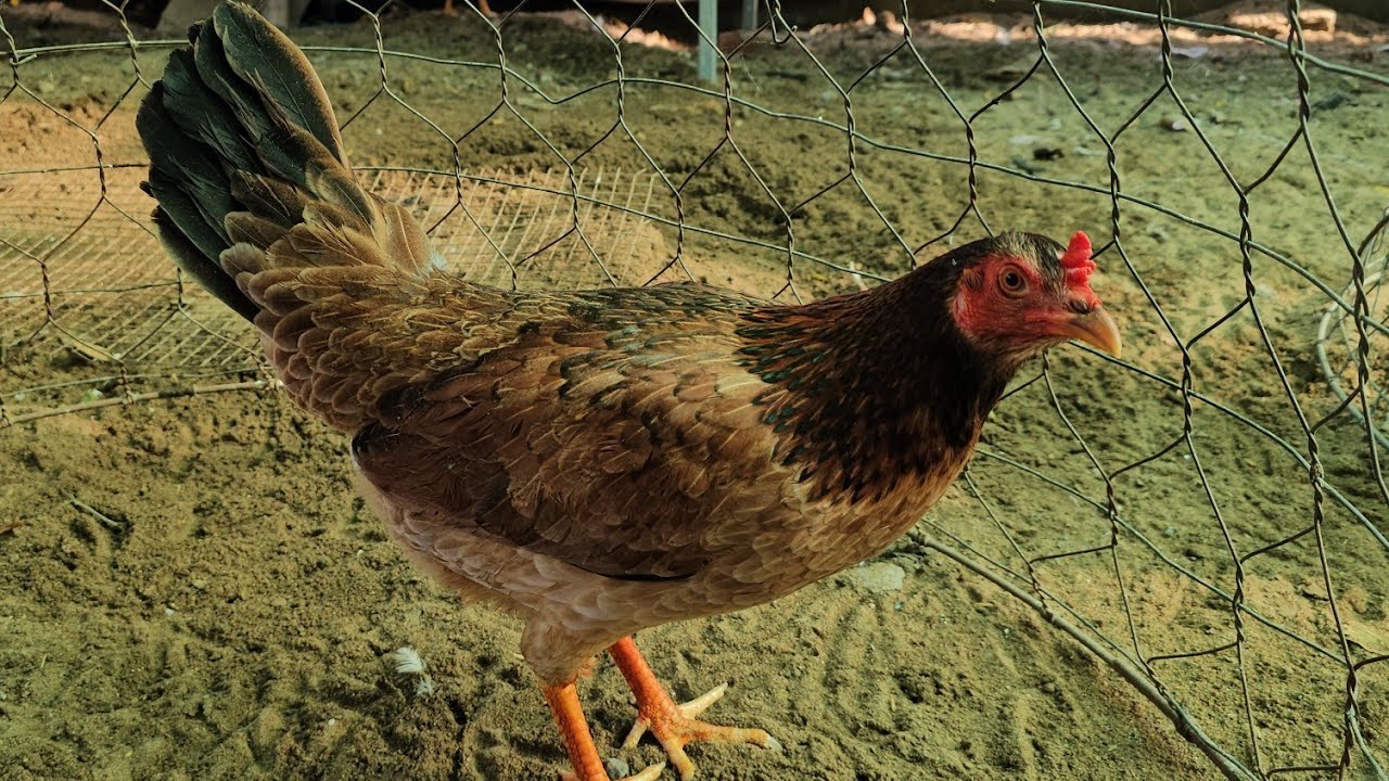 2/2.top7mái nòi ae xem hợplh.zl.@335/819/775.