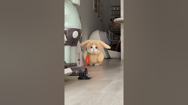 Прикольный костюм для котика #Tik Tok #Shorts #Тик Ток #ПриколКоты #Catstiktok