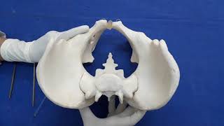 Bony Pelvis