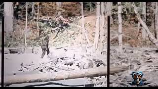 Patterson-Gimlin Bigfoot footage: filmed on October 20, 1967, in Bluff Creek, California