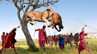 Maasai Warriors Take Up Weapons to Chase the Lion That's Eating Their Cow, What Will Happen Next?