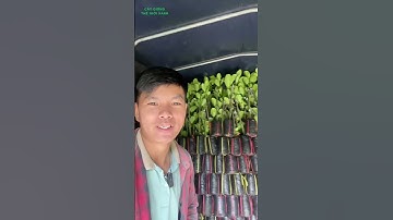 Giao Mít Ruột Đỏ, Ổi RuBy về Lấp Vò 0796.99.89.41 #shorts