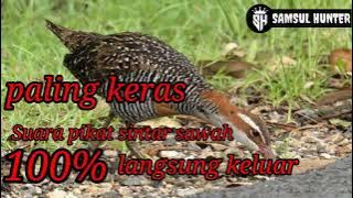 Suara pikat//Sintar sawah//paling keras//100% berhasil#palingdicari