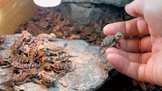 A baby horned lizard was born！【Giant horned lizard】