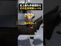 犬の頭を切ってつなげる実験？