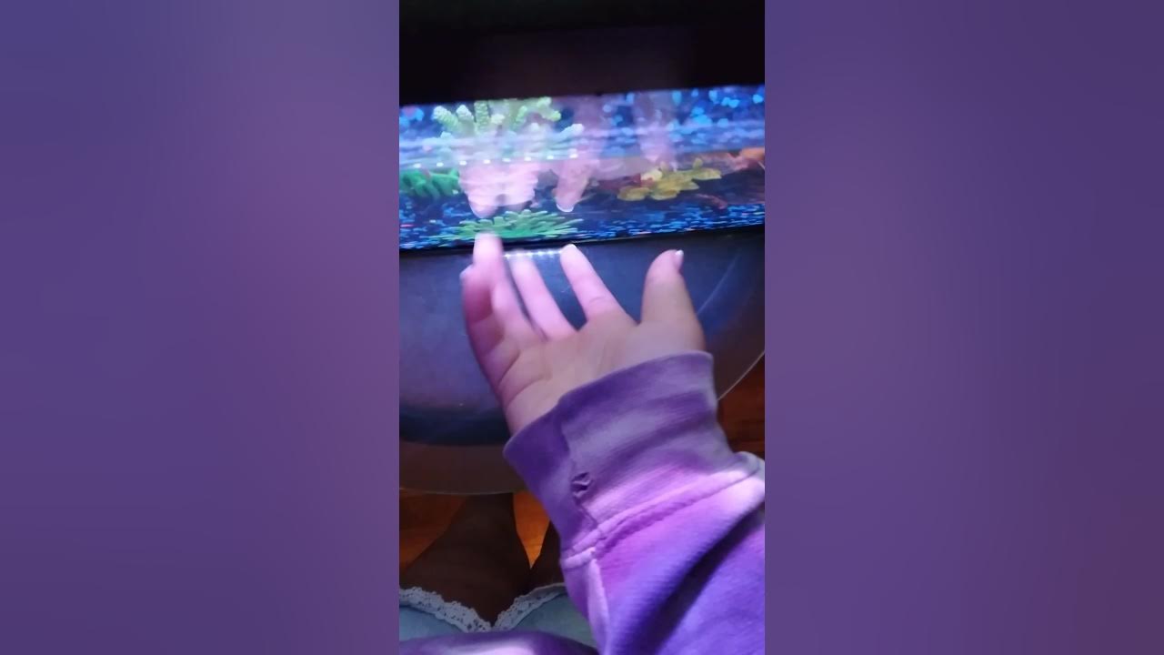 ASMR tapping on fish tank. YouTube