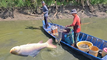 Về miền tây đi kích cá lóc vuông tôm cá liền con | fishing videos funny