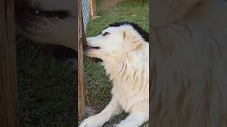 Maremma Sheepdog vs fence  #cutedog #shorts