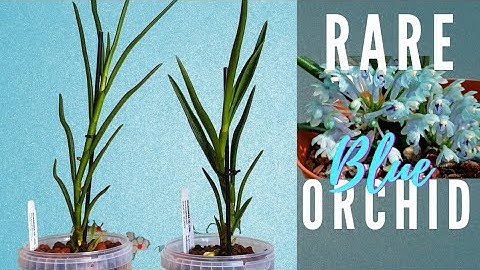Unboxing & Repot | Cleisocentron merrillianum x gokusingii - A Blue Orchid! Ecuagenera & Importing