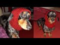 Crochet a dog hat with ear holes. Very easy pet hat keep your fur baby warm this winter