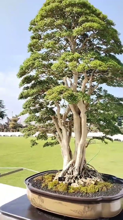 seindah ini pohonya  inspirasi bonsai #bonsaitree #bonsai #caraperawatanbonsai #bonsaiindonesia