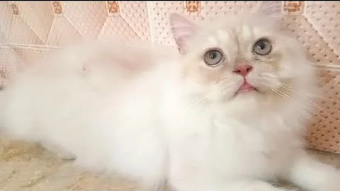 Video 10911601: persian cat kitten, persian kitten playing