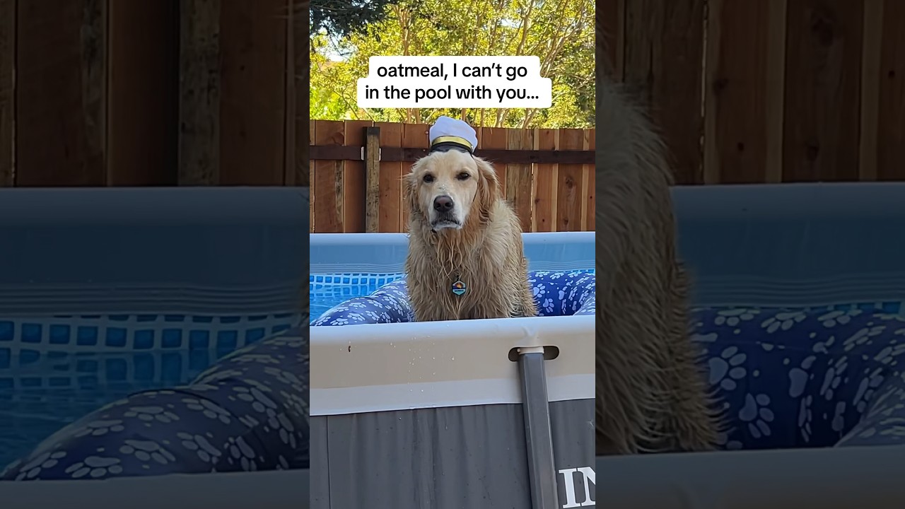 The world’s neediest dog 