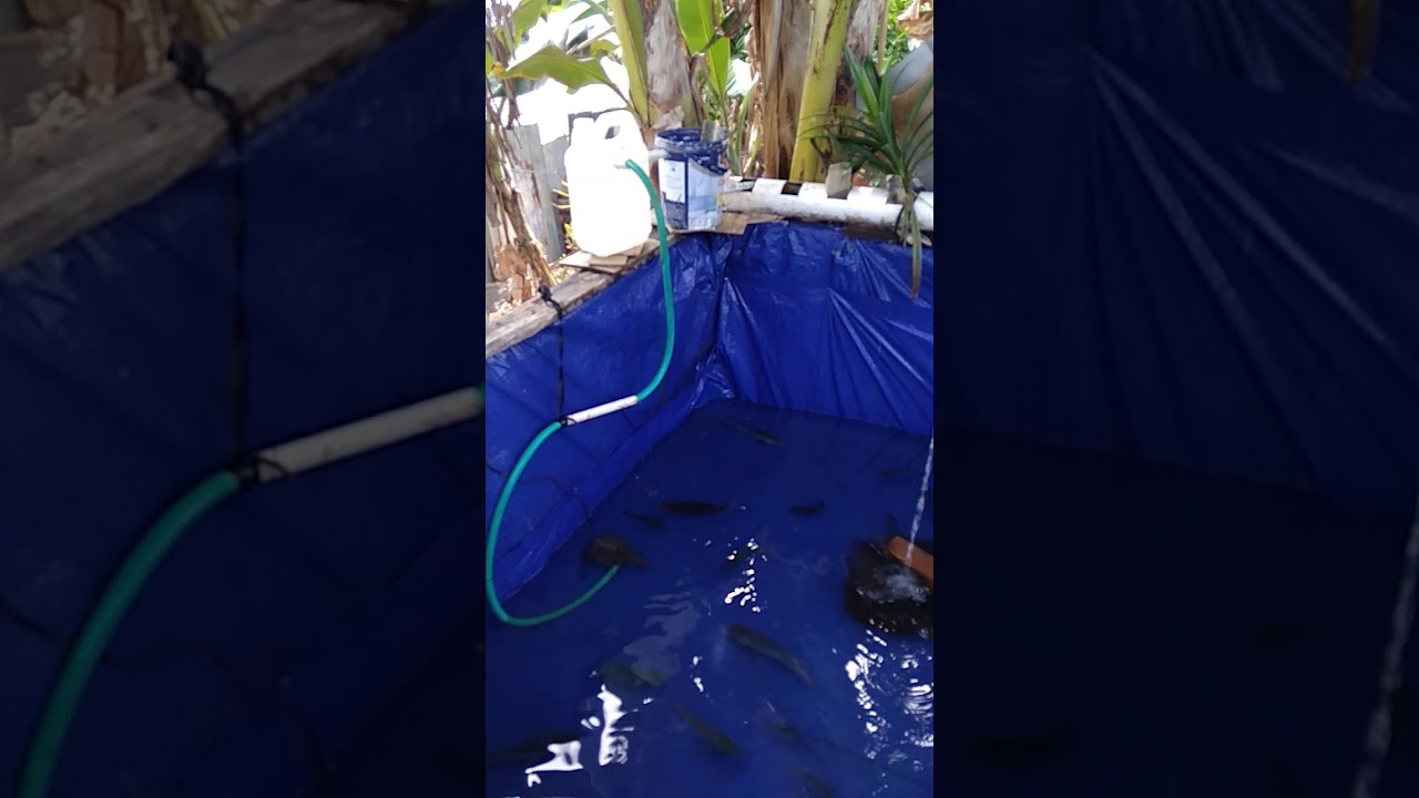 Ikan nila dengan kolam terpal seadanya