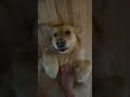 ASMR belly rubs on my friends puppy #asmr #lofi #cutedog