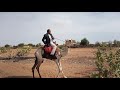 الجيلى مصطفى اللكندى بادية كردفان 