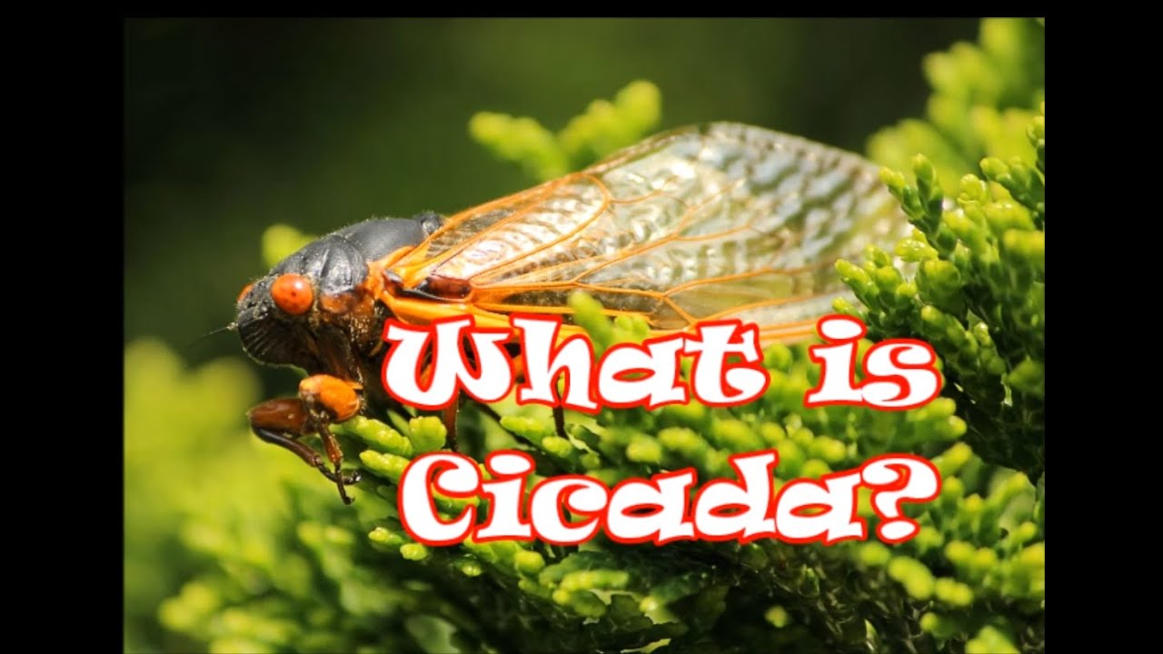 Cicadas Pronunciation