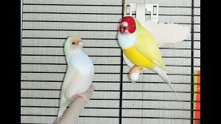 Брошенный птенец амадины гульда.Часть 6. Lady gouldian finch hand feeding Брошенный птенец амадины гульда.Часть 6. Lady gouldian finch hand feeding