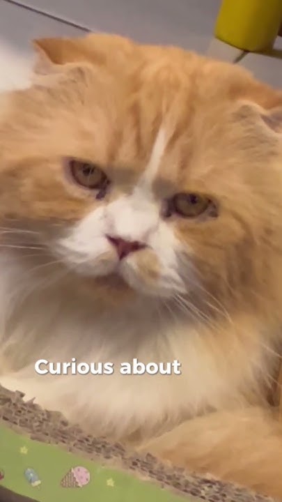 cats-cover-their-food-after-eating-pets-cat-yourcat-zoeymeow