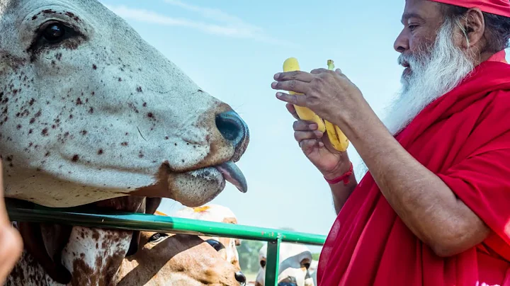 S3 Gaushala — Largest Desi Gir Cow Sanctuary in the US 🐄