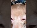 Bro ts fr my gallery lmao #dog #fyp