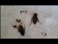 CÓMO ELIMINAR LAS CUCARACHAS🦗[] ADVION COCKROACH VENENO EFECTIVO LÍQUIDO EN GEL.